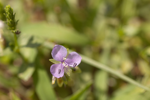 Murdannia loriformis (Murdannia loriformis)