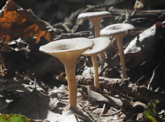 Singerocybe phaeophthalma