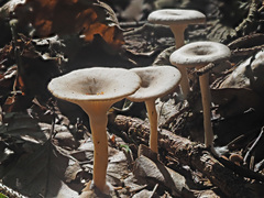 Singerocybe phaeophthalma