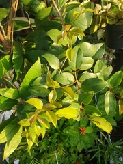 Macrosolen cochinchinensis