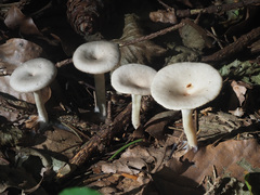 Singerocybe phaeophthalma