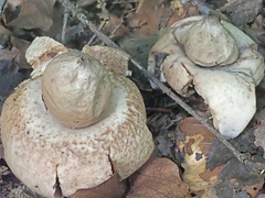 Geastrum rufescens