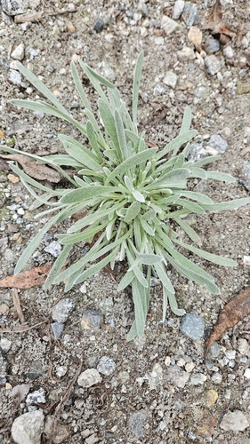 iNaturalist observation photo of Fragrant Everlasting