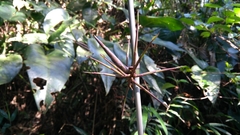 Bambusoideae