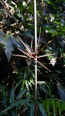 Bambusoideae