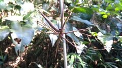Bambusoideae