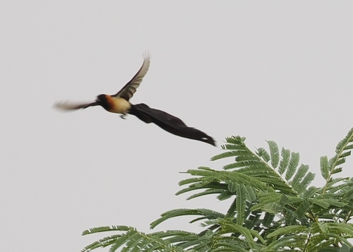 Exclamatory Paradise Whydah (Vidua interjecta), photo 9