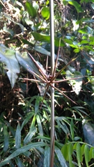Bambusoideae