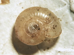 Glyphyalinia cryptomphala