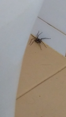 Lycosoidea