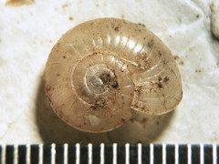Glyphyalinia cryptomphala