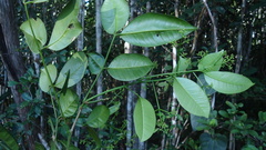 Zanthoxylum petiolare