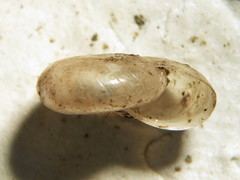 Glyphyalinia cryptomphala