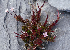 Epilobium glabellum