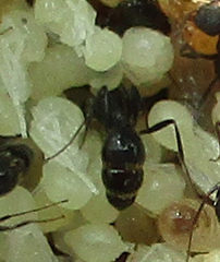 Monomorium junodi