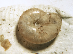 Glyphyalinia cryptomphala