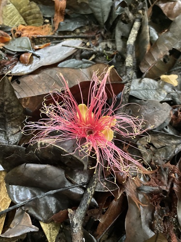 Caryocar glabrum, 2025-12-20