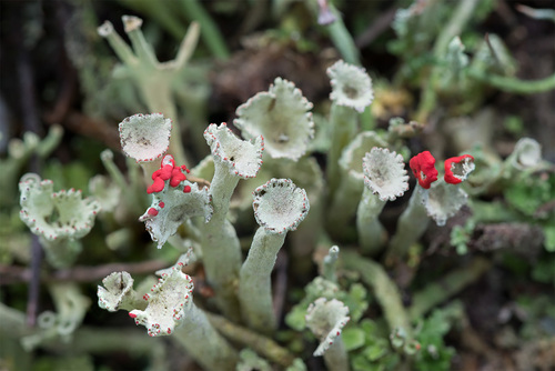 Lesser Sulphur-cup Lichen