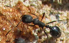 Monomorium junodi