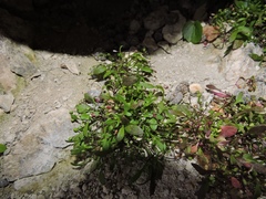 Few-flowered Rock-cress (Hornungia pauciflora)