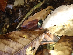 Drepanoides anomalus