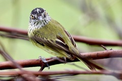 Todirostrum maculatum