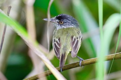 Todirostrum maculatum