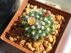 Mammillaria oteroi