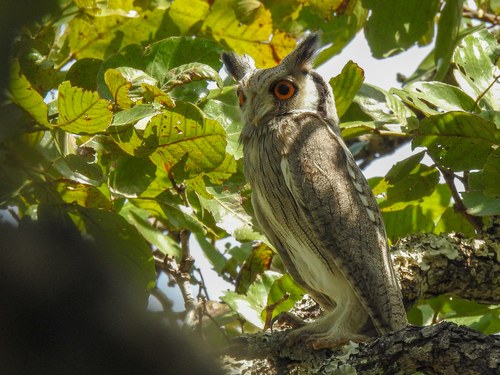 Northern White-faced Owl
