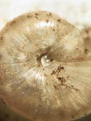 Glyphyalinia cryptomphala