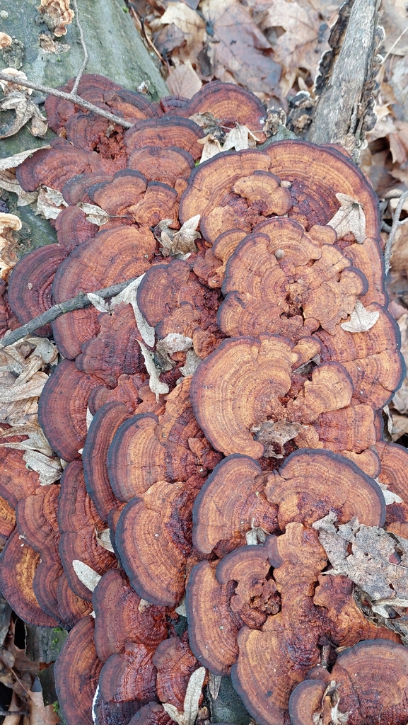 Daedaleopsis confragosa · December 2025 · photo: © viktorstrenada (iNaturalist, cc-by)