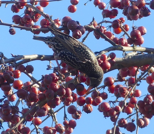 European Starling