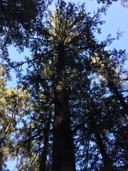 Picea morrisonicola