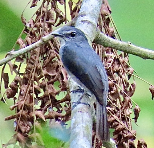 Dusky-blue Flycatcher (Bradornis comitatus), photo 7