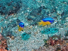 Pomacentrus auriventris