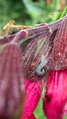 iNaturalist observation photo of Inornate Pyrausta Moth