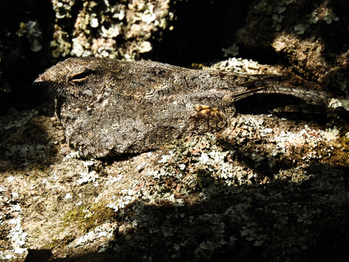 Freckled Nightjar