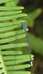 Pseudagrion australasiae