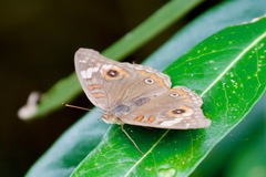 Junonia genoveva