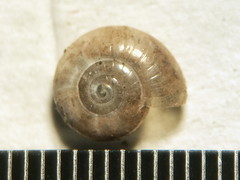 Glyphyalinia indentata