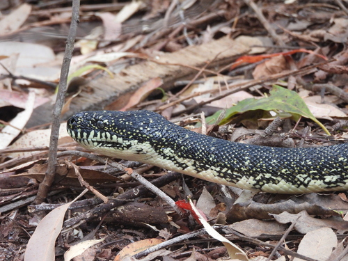 Diamond Python sighting