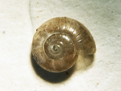 Glyphyalinia indentata