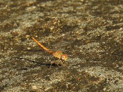 Crocothemis divisa