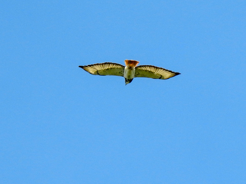 Red-necked Buzzard