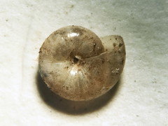 Glyphyalinia indentata