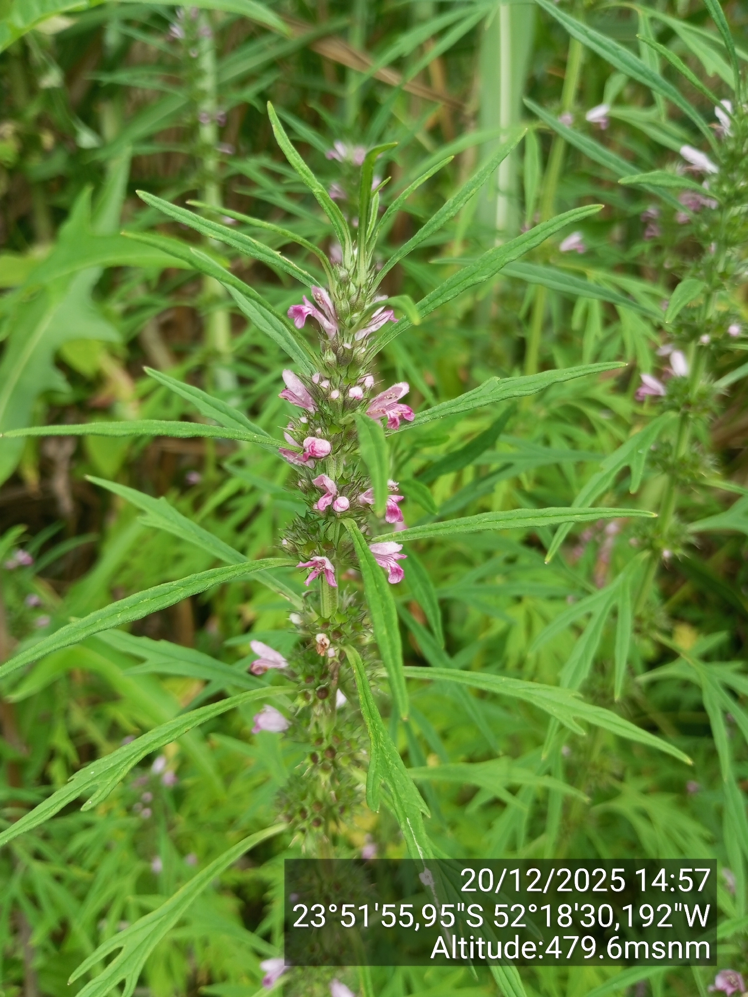 Leonurus japonicus