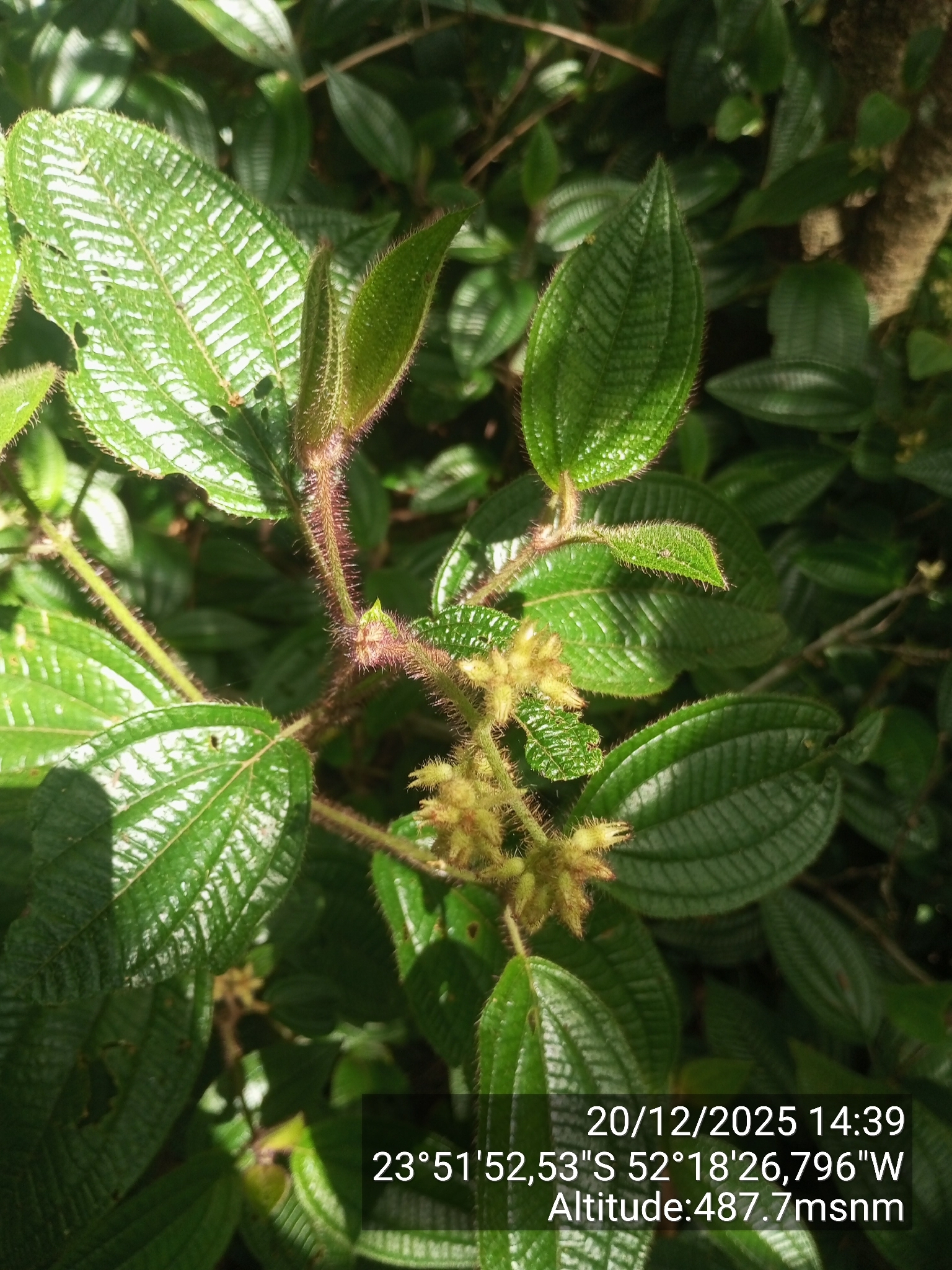 Miconia australis