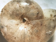 Glyphyalinia indentata