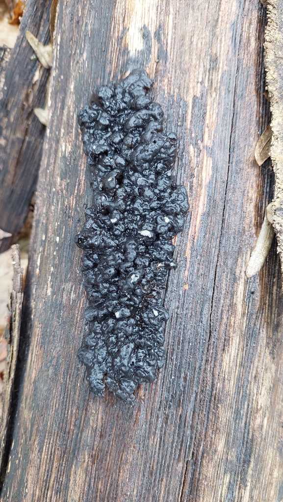 Exidia nigricans · December 2025 · photo: © viktorstrenada (iNaturalist, cc-by)