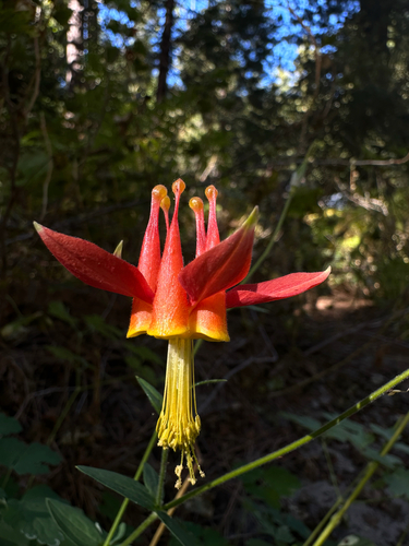 iNaturalist observation photo of western columbine